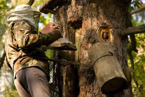 Бортевой мёд